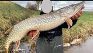 Northern Pike