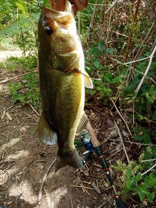 Smallmouth Bass