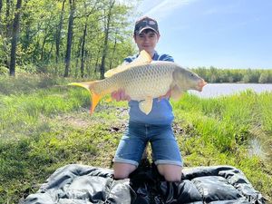 Common Carp