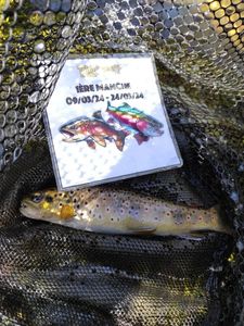 Brown Trout