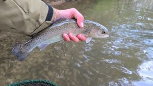 Rainbow Trout
