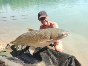 Grass Carp