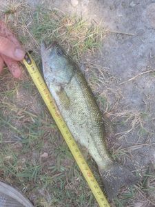 Largemouth Bass