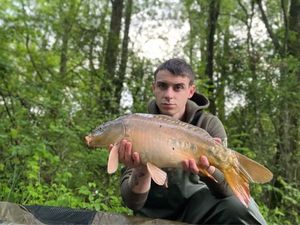 Mirror Carp