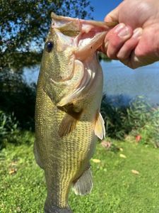 Largemouth Bass
