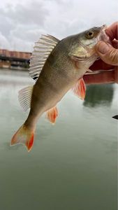 European Perch