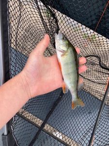 European Perch