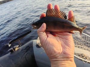 European Perch
