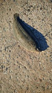 Sole