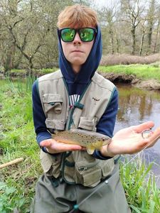 Brown Trout