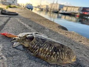 Common Cuttlefish