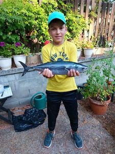 Skipjack Tuna