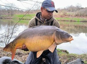 Mirror Carp