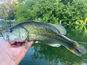 Largemouth Bass gevangen door Jerome S TRH