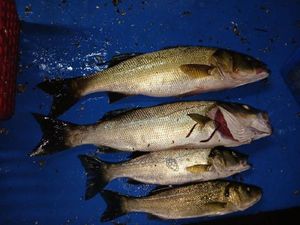 European Bass (Seabass)