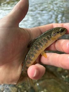 Brown Trout