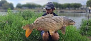 Common Carp