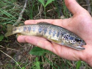 Brown Trout