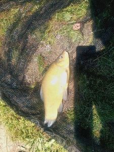 Tench
