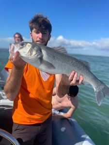 European Bass (Seabass)