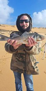 European Bass (Seabass)