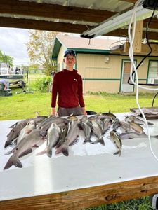 Blue Catfish
