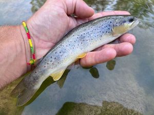 Brown Trout