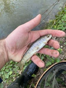 Brown Trout