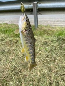Brown Trout