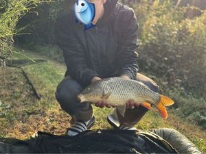 Common Carp