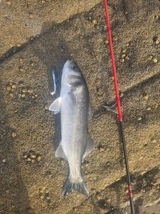 European Bass (Seabass)