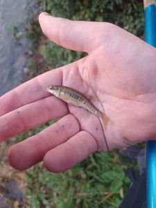 Common Minnow