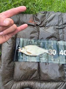 Common Bream