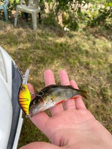 European Perch