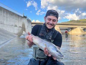 Brown Trout