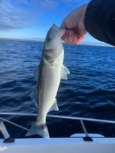 European Bass (Seabass)
