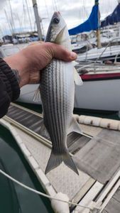 Thicklip Grey Mullet