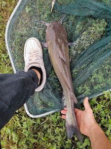 Black Bullhead