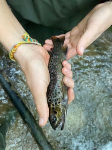 Brown Trout