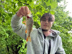 European Perch
