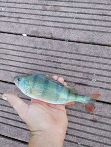 European Perch