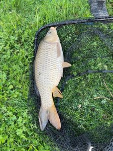 Common Carp