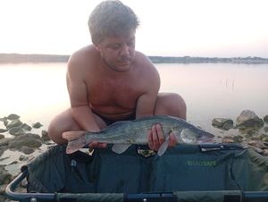 Zander