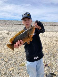 Ballan Wrasse