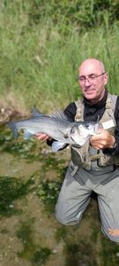European Bass (Seabass)