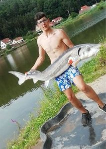 Sturgeon