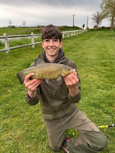 Tench