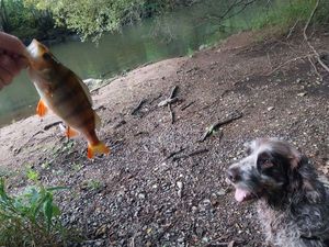 European Perch