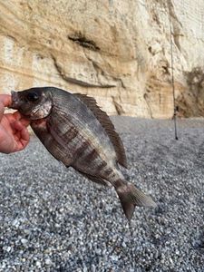 Black Seabream