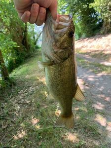 Largemouth Bass